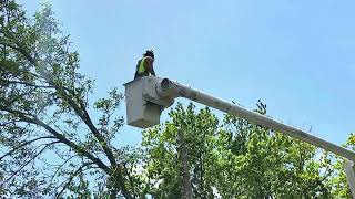 Watertown, South Dakota, Justin Lawn \u0026 Tree Service Removes Large tree After Wind Storm