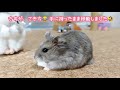 「いいもの あげるからこっちにおいで～」甘い匂いに誘われるハムスター【部屋んぽ】 こきち🐹