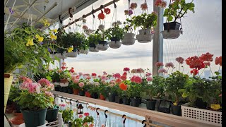 #pelargonium #제라늄 봄 분갈이 화분에 대하여, 슬릿 화분 구매와 크기