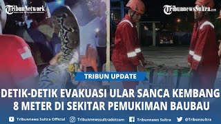 Berkeliaran Sekitar Pemukiman Warga Baubau, Ular Sanca Kembang Sepanjang 8 Meter Dievakuasi Damkar