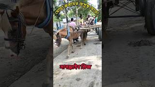 অসুস্থ ঘোড়া দিয়ে গাড়ি টানা #horse #horselover #horseracing #horses #horseriding #shorts #shortsfeed