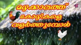 മഴക്കാലത്ത് കോഴികളെ വളർത്തുമ്പോൾ എന്തെല്ലാം ശ്രദ്ധിക്കണം. | Kozhi Valarthal Tips | Poultry Tips