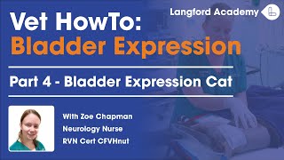 How to Express a Bladder: Cat