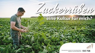 Zuckerrüben – eine Kultur für mich? (SVZ-FSB)