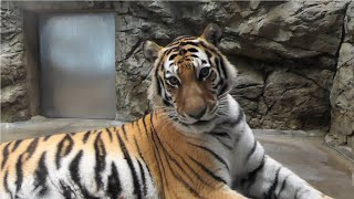 2021.5.5 Amur Tiger　アムールトラ　ノゾミ ＆ フジ　子供の日