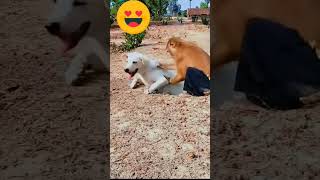 Monkey and Dog ll વાંદરો અને કુતરો #monkey #viral #funnyanimal