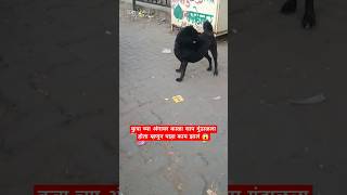 कुत्रा च्या अंगावर काळा साप गुंडाळला होता म्हणून पाहा काय झालं 😱 #subscribe #relatable #shorts#yt