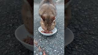 昨日出てこなかった麦ワラのお母さん❗今朝はバイク食堂まで出て来てくれました❗食べり⤴️パクパクなんだニャン❤️