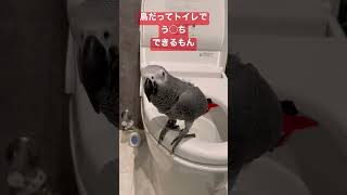 『鳥のトイレのしつけの仕方』ヨウムのチキンマン