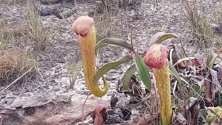 Bokor mountain Nepenthes Garden 1 ,  ផ្កាបំពង់ក្រឡោមភ្នំបូកគោ , ទស្សនាភ្នំបូកគោ