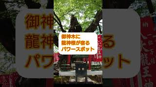 [龍神様パワースポット]埼玉県秩父市秩父今宮神社で龍神様のパワーを授かる！境内にある御神木には龍神様が宿り、パワースポットとしても人気です。