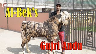 Al Bek's Gujri Andu