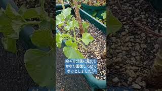 🍈油断すると萎れるぞ～ 😱 マジでヤヴァい猛暑の夏の水やりのものがたり #shorts