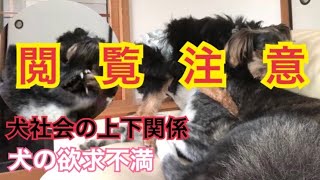 【Browsing attention】Hierarchical relationship of dog society| The dog's frustration is too fierce!