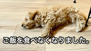 【マルプー】お迎えして１ヶ月、ご飯を食べてくれなくなりました。maltipoo puppy