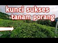 kunci sukses tanam porang di lahan sawah