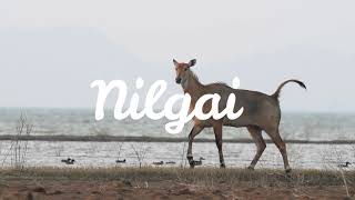 Nilgai in slow motion | Bluecow | Boselaphus tragocamelus