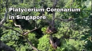 Platycerium Coronarium in Singapore