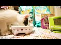 【保護子猫】nutro wild recipe vs purina one【フード対決】