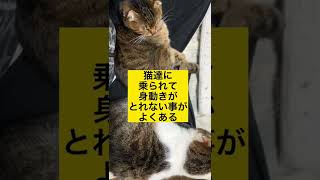 【猫の飼い主あるある】飼い主があぐらをかいてると#shorts