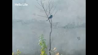 Black drongos take their breakfast...