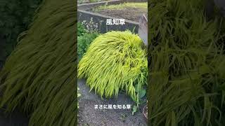 風知草🌱まさに風を知る草