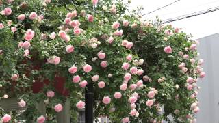 家の薔薇たち2014.7.3