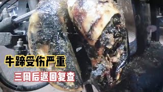 牛蹄一半都烂成了渣，师傅三周后返回复查，治疗过程解压舒适