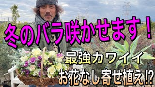 【寄せ植え】葉ボタンは、冬のバラ…ウィンターローズ☆キャベツなんかじゃない！おしゃれプランツなんです！