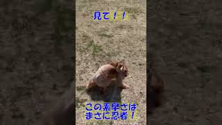 【俊足】元気に走り回るチワプーwwwwww #Shorts