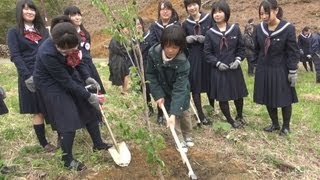 被災地を桜の名所に 宮城・南三陸で植樹