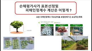 손해평가사가  표본선정및 피해인정계수 계산은 어떻게 산정하나