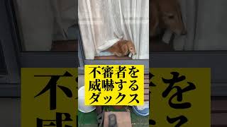 不審者（父）を威嚇するダックス😅しっかり警戒よろしく💕