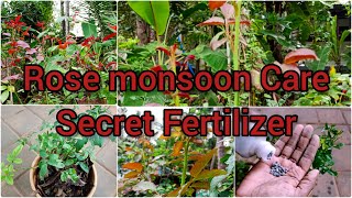 റോസ് മഴക്കാല പ്രൂണിങ് /ROSE SECRET FERTILIZER/MONSOON PRUNING & CARE/MALAYALAM