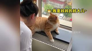 盘点那些双标的小猫咪，你个小猫咪竟然有两幅面孔##猫咪