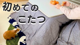 【放し飼いのモルモット】と初めての こたつ🍊 Free-range guinea pigs and my first kotatsu.