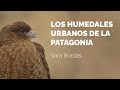 The urban wetlands of Patagonia | Documentary film