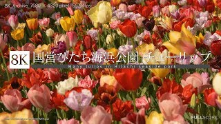 [8K footage] Tulips in Hitachi seaside park【ひたち海浜公園_チューリップワールド_8K】