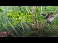 PENYEMBUHAN DAN PENGENDALIAN BUSUK PUCUK SAWIT, PART 2