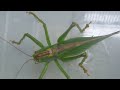 grasshopper　　tettigonia　orientalis　insect　キリギリス　ヤブキリ　昆虫図鑑　no３