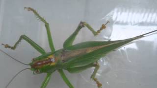 Grasshopper　　Tettigonia　orientalis　insect　キリギリス　ヤブキリ　昆虫図鑑　No３