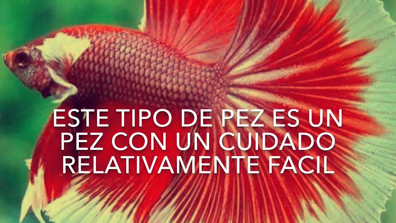 Los Cuidados Básicos De Un Pez Betta O Pez Betta Splendens - YouTube