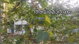 അയമോതകം കണ്ടിട്ടുണ്ടോ ഇതാണ് നാട്ടിൽ കാണുന്ന അയമോതകം