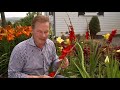 growing gladiolus