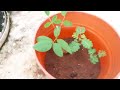 how to grow sangu poo plant butterfly pea plant growing sangu poo terrance gardening flowers tamil