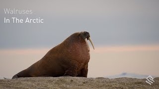 Walruses in the Arctic