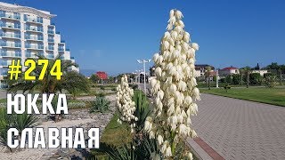 Юкка славная | Жизнь в Адлере