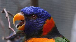 Red-collared Lorikeet