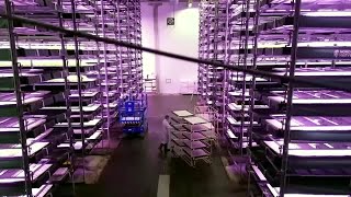 Danish vertical farm looks to grow business