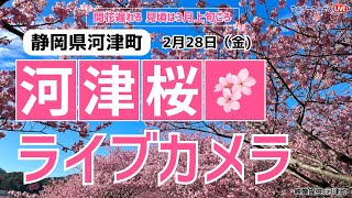 【桜ライブカメラ】河津桜／「静岡県河津町」ライブカメラより/Cherry Blossom Live Camera　2025年2月28日(金) #桜  #さくら #河津桜